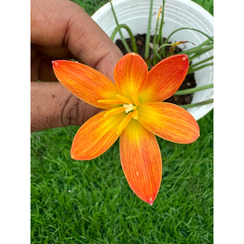 Rain Lily Splashy Orange