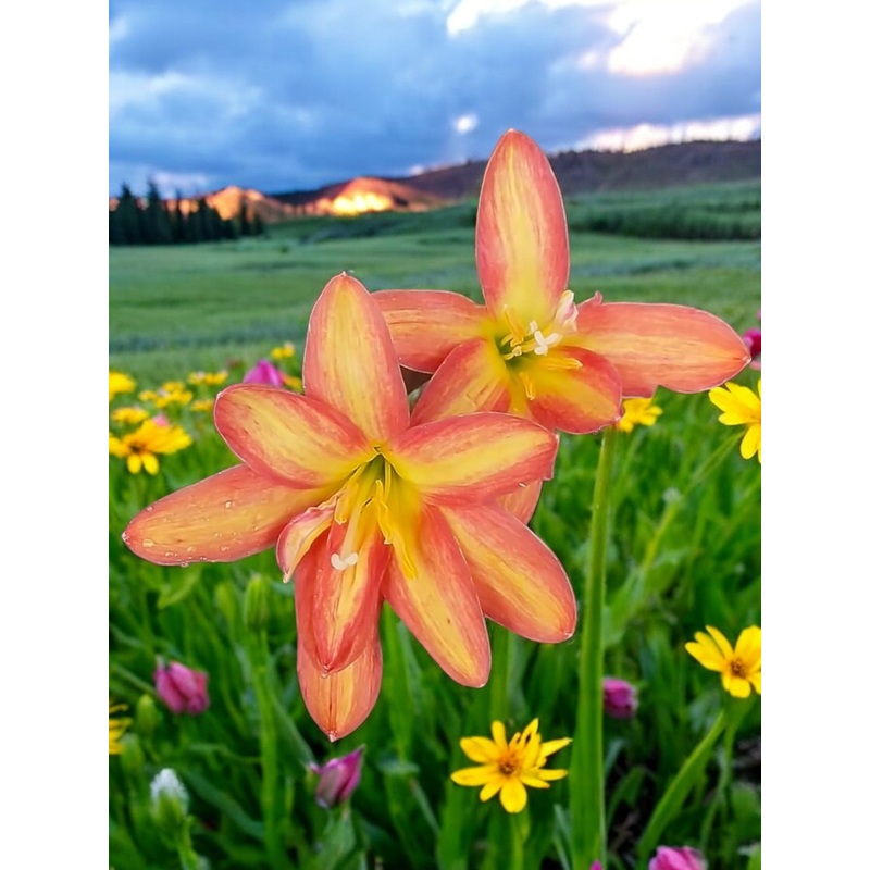 Rain Lily Spring in Heaven