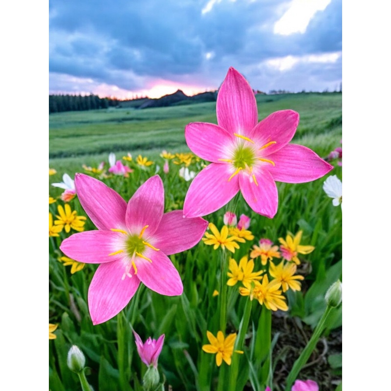 Rain Lily Srinapa
