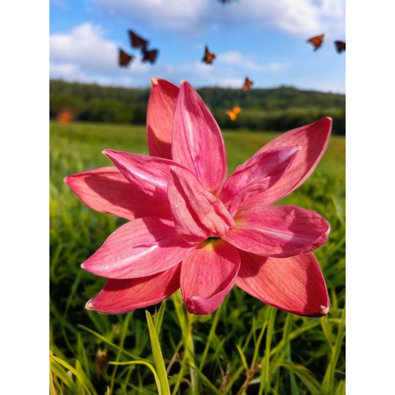 Rain Lily Srithep