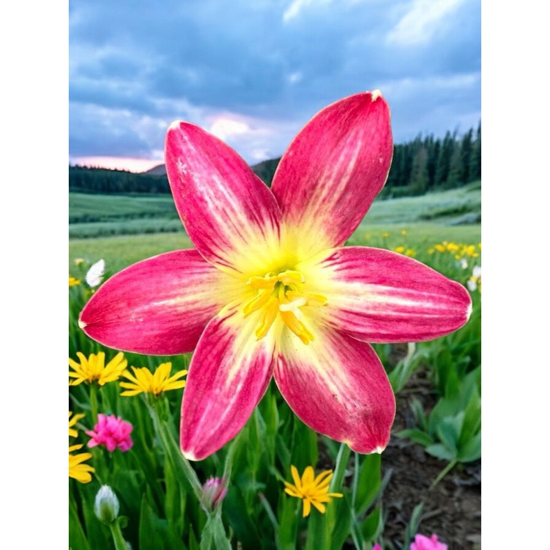 Rain Lily Star and Stripe
