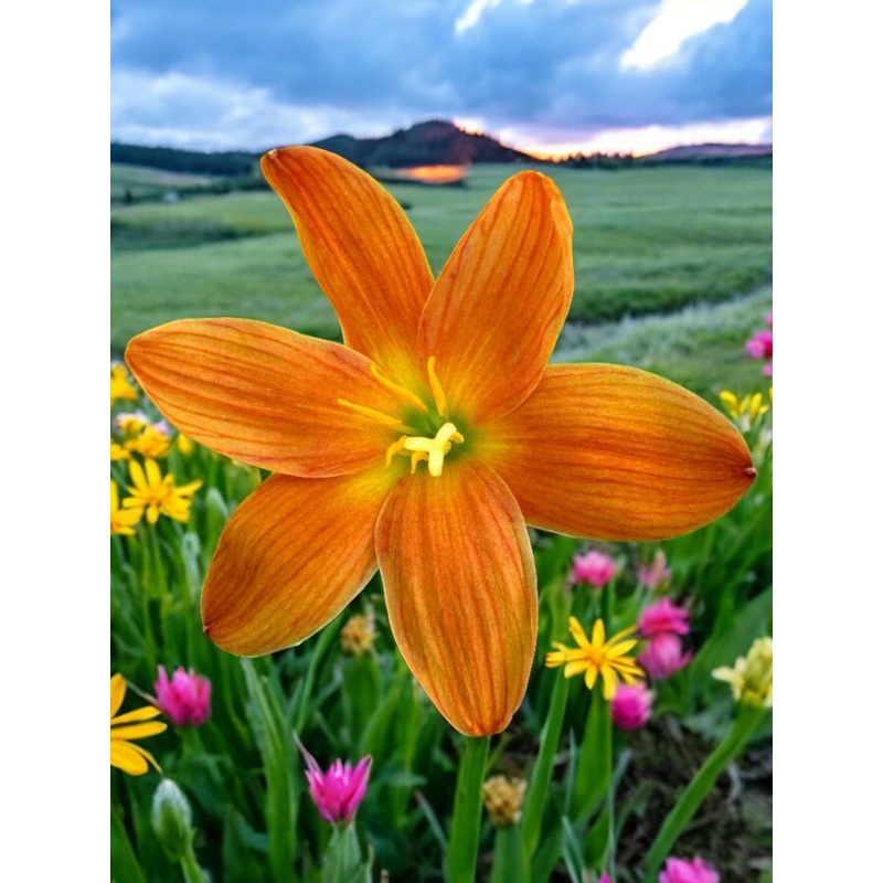 Rain Lily Strange Orange