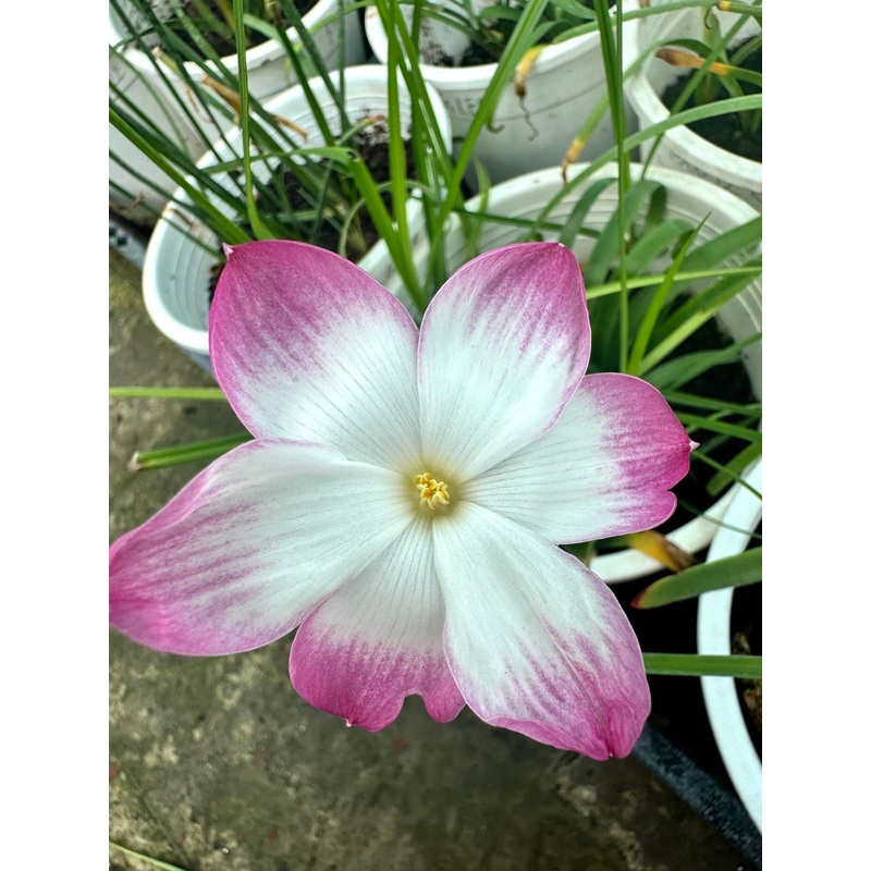 Rain Lily Sugar Plum