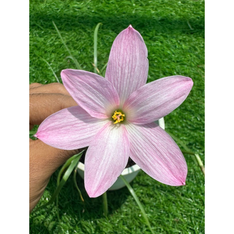 Rain Lily Sugary Belle