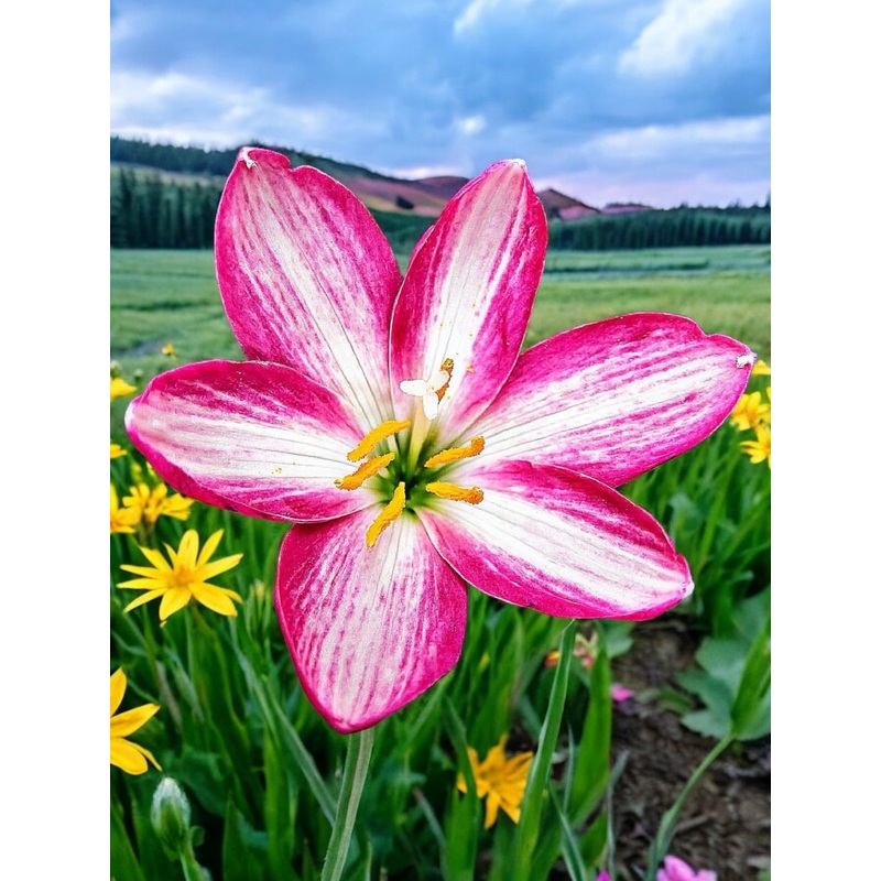 Rain Lily Sugus