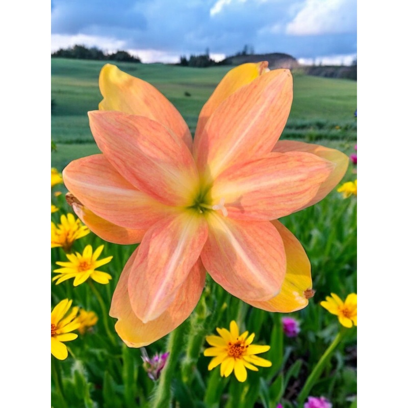Rain Lily Sunniva