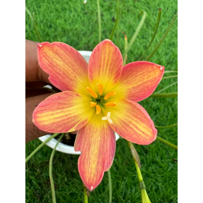 Rain Lily Sunny Lady- 450