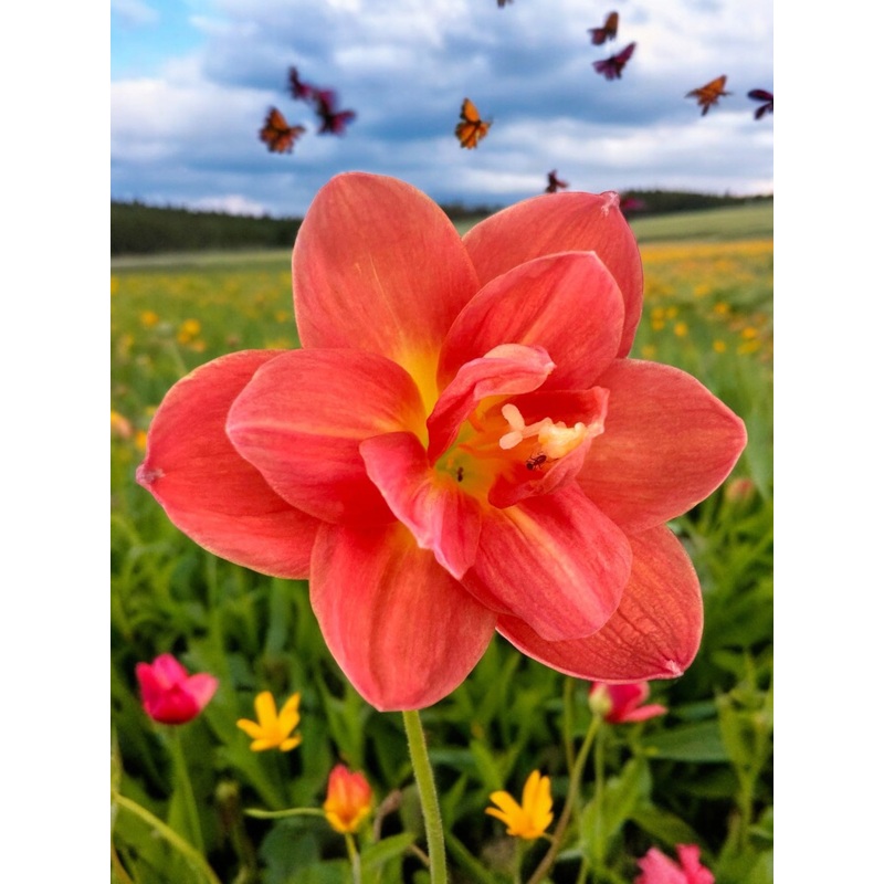 Rain Lily Sunset Love