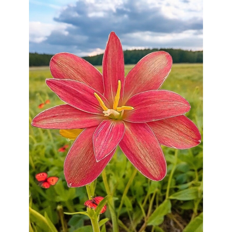 Rain Lily Sunstone