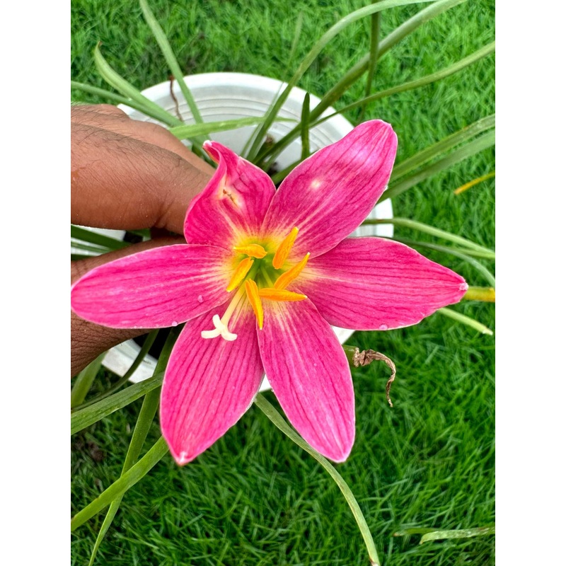 Rain Lily Suree