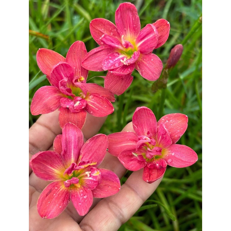 Rain Lily Susan Jone