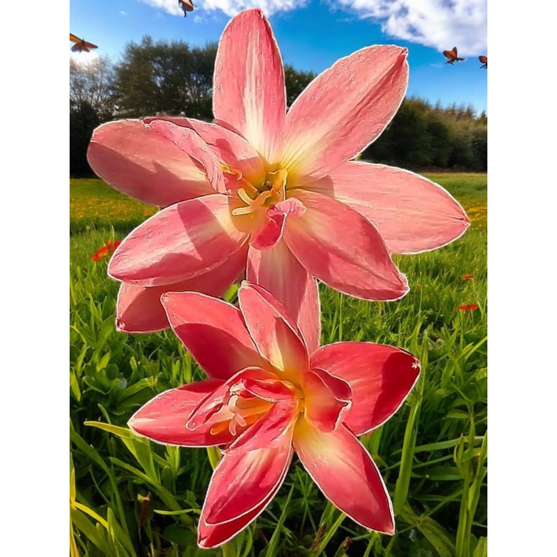 Rain Lily Sweel peach 800