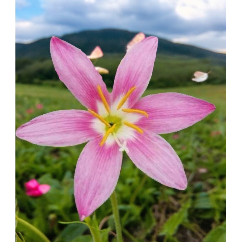 Rain Lily Sweet eyes      50