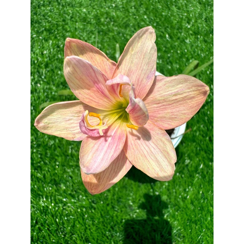 Rain Lily Sweet Lotus