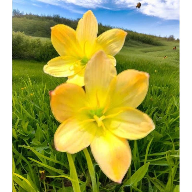Rain Lily Templation- 250