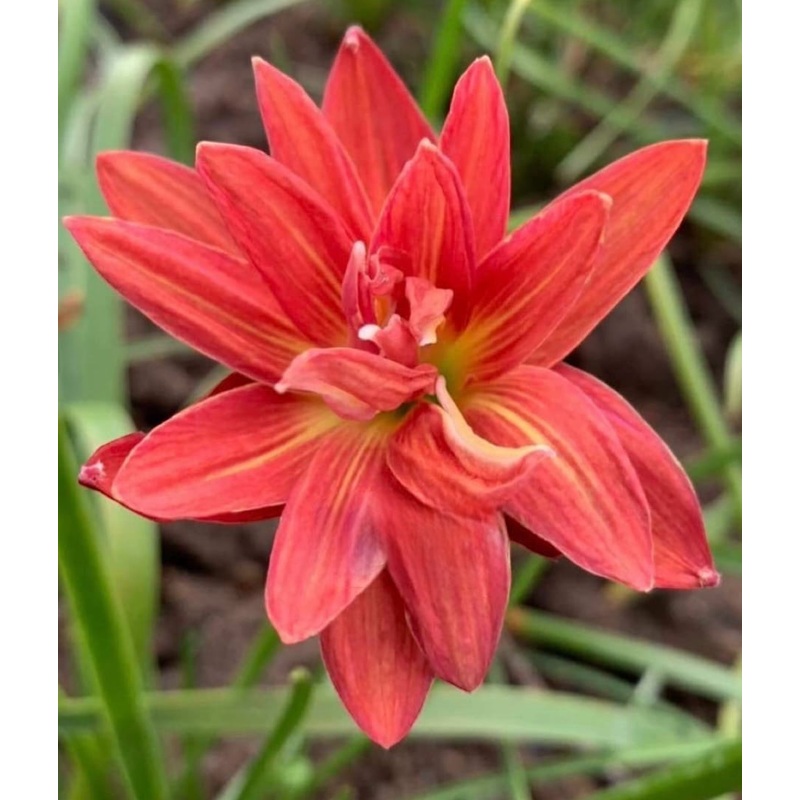 Rain Lily Temsit