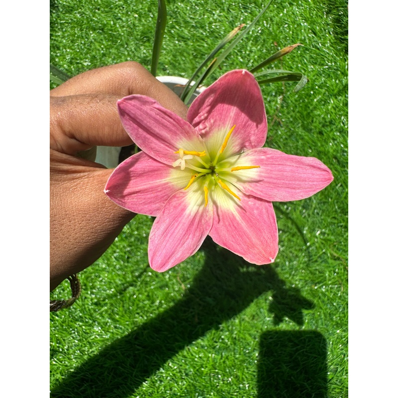 Rain Lily Tharika