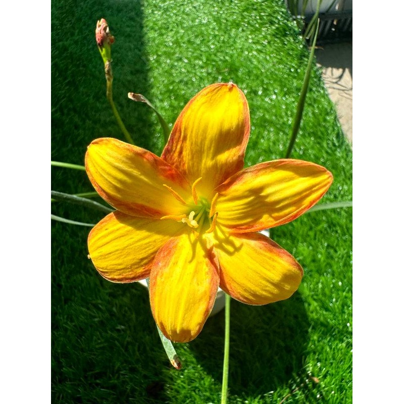 Rain Lily Thongsri 300