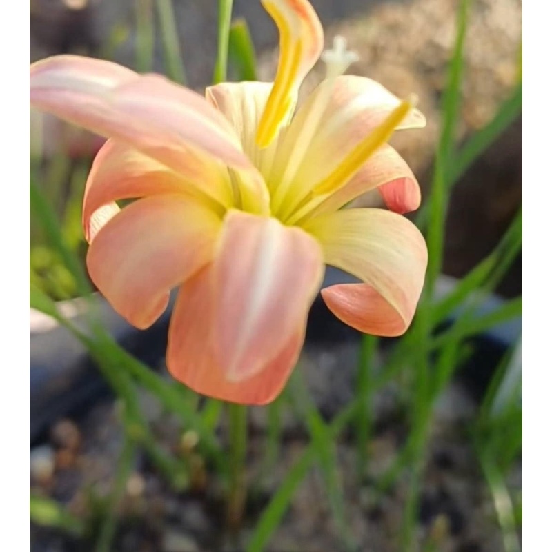 Rain Lily Thosaeng