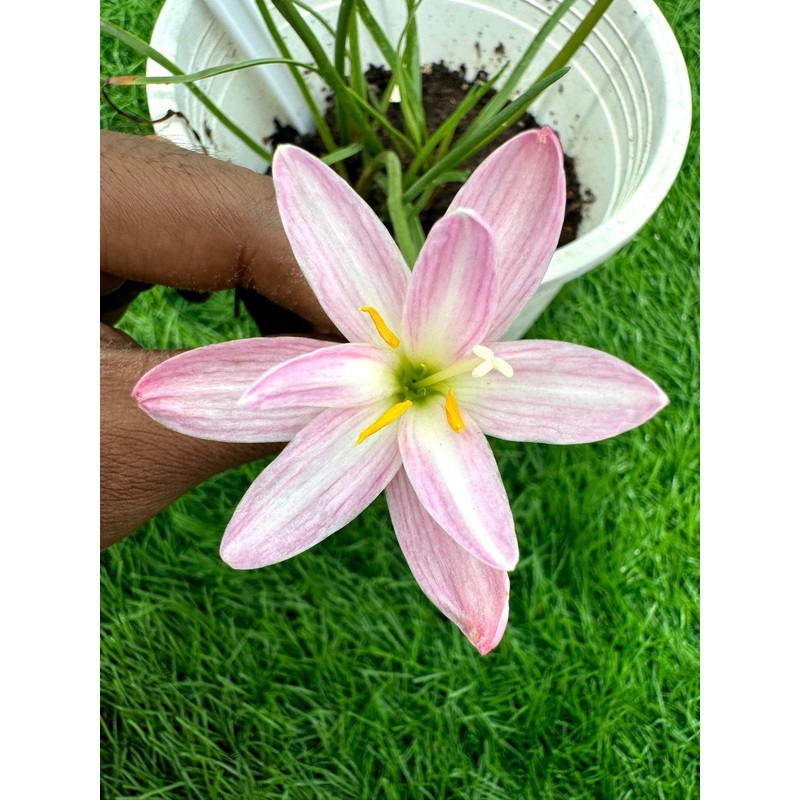 Rain Lily Vacation Time