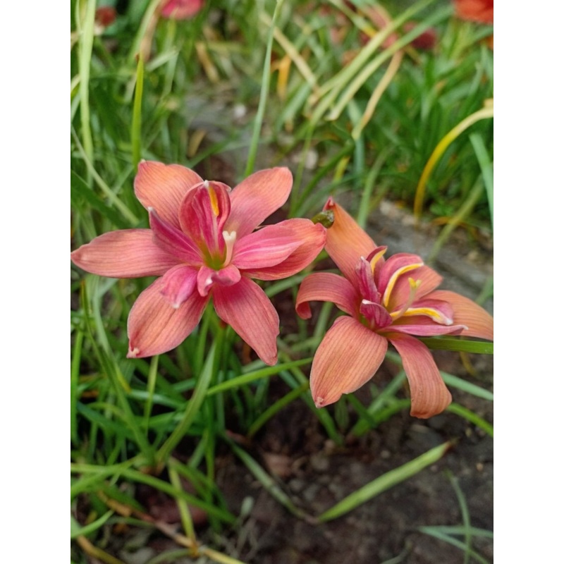 Rain Lily Volcano