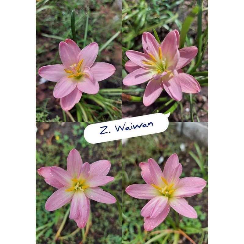 Rain Lily Waiwan