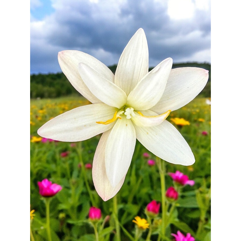 Rain Lily White Pearl