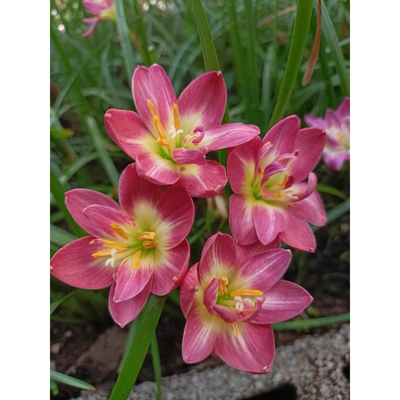 Rain Lily YANEE 300