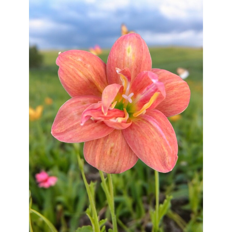 Rain Lily Z.Spessatite