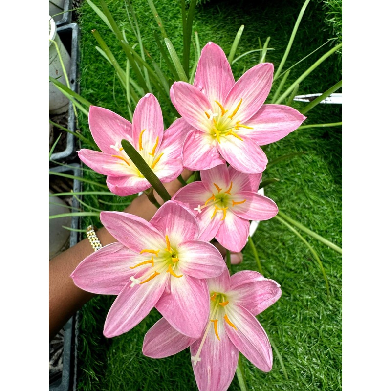 Rain Lily zodiac surprise