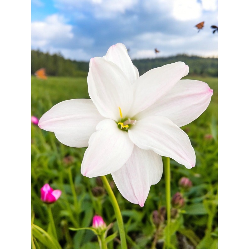 Rain Lily Zuki