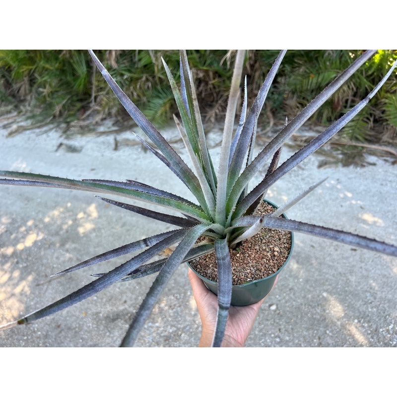 x Sincoraechmea ‘Stargaze’|6-inch Pot