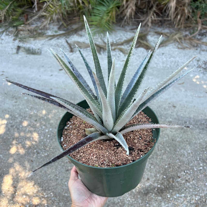 x Sincoraechmea ‘Sunset’|8-inch Pot