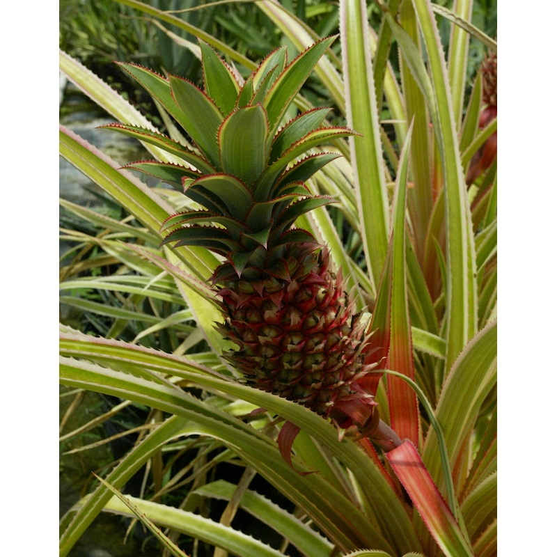 Ananas bracteatus albomarginated
