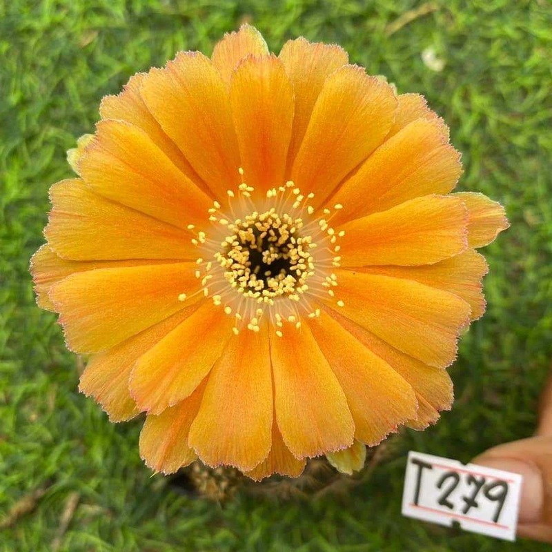 Lobivia Amber Mist