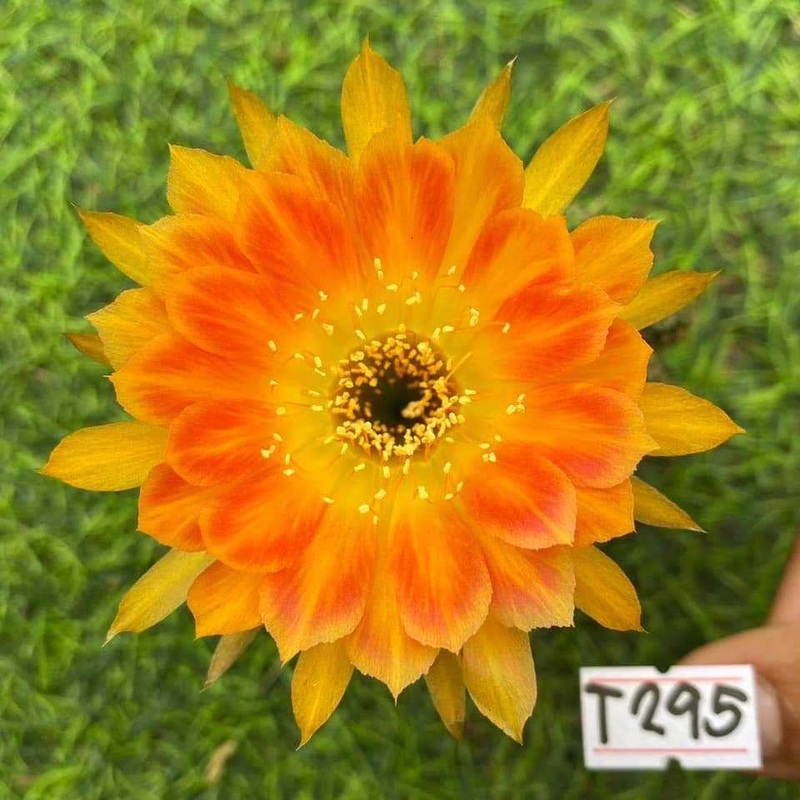 Lobivia Aurora Flare