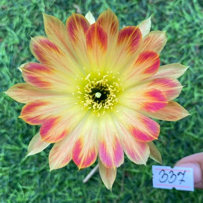 Lobivia Berry Bliss