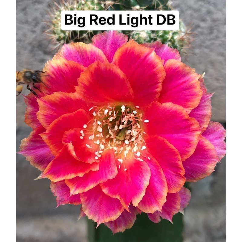 Lobivia Big Red Light DB