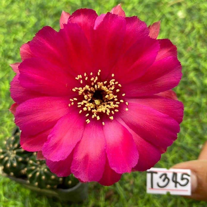 Lobivia Blooming Bliss