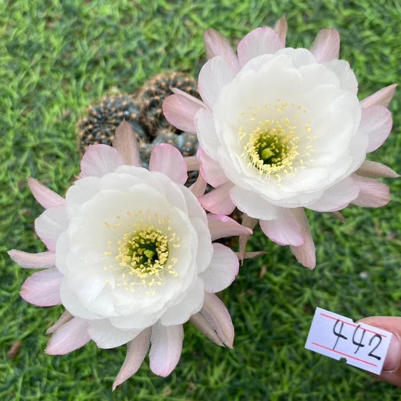 Lobivia Blossom Breeze