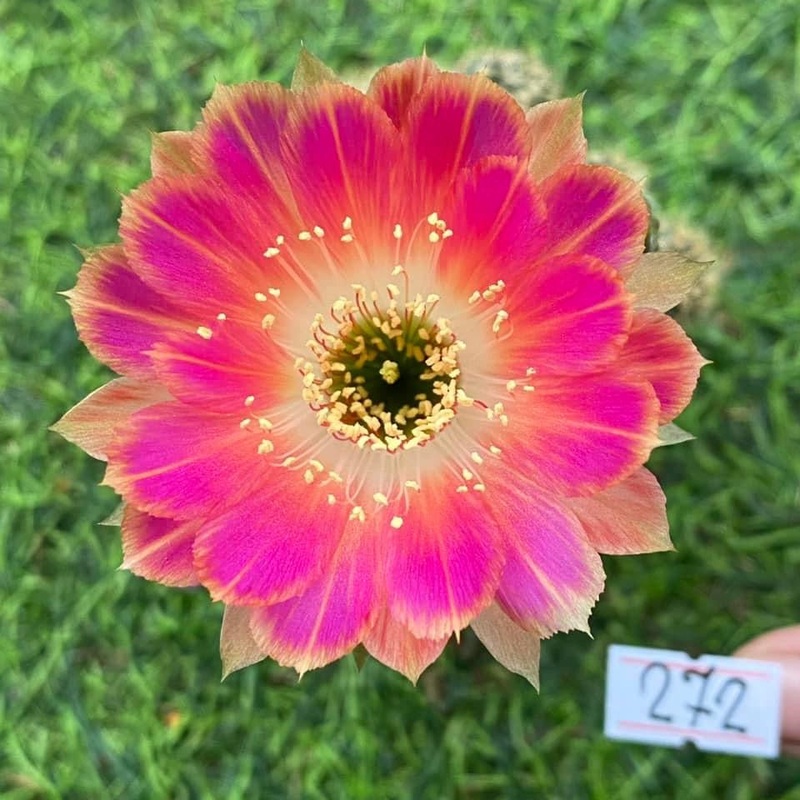 Lobivia Blossom Burst