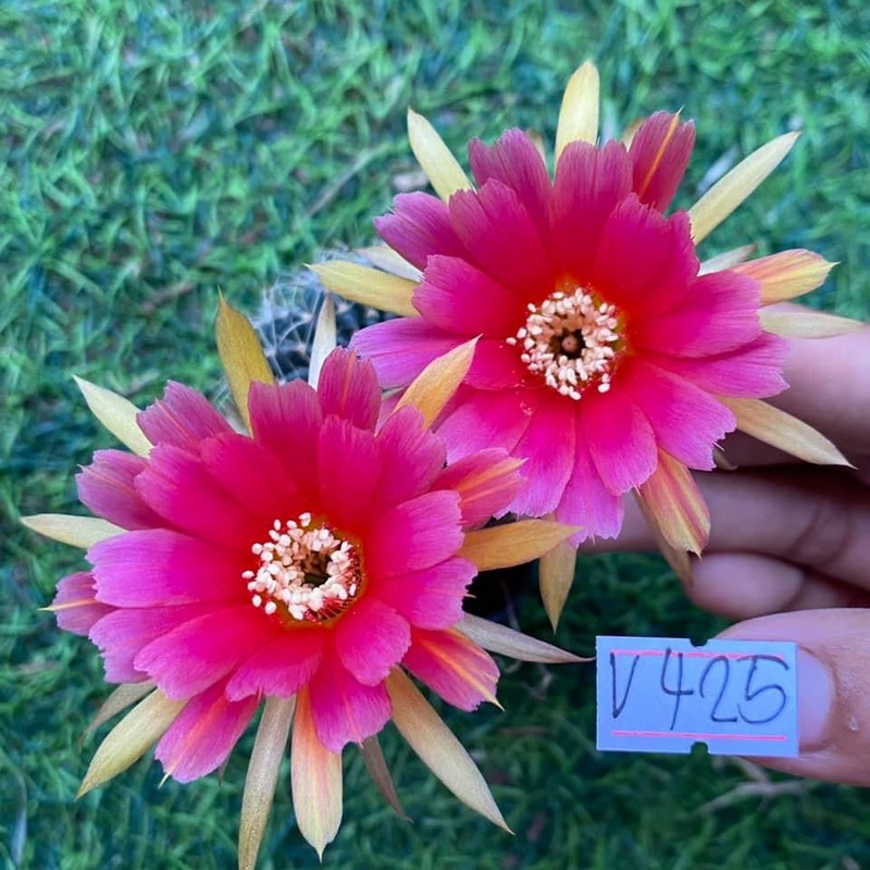 Lobivia Blushing Bloom