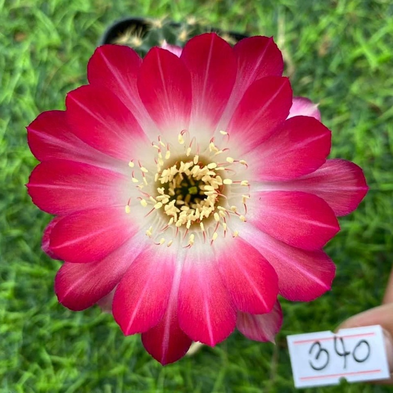 Lobivia Breezy Bloom