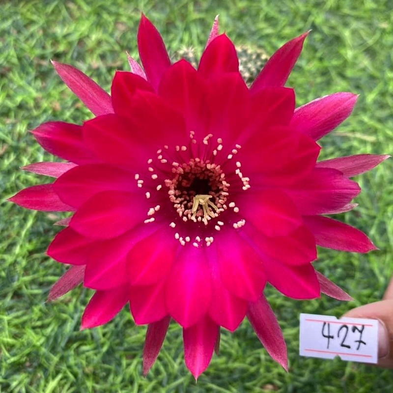 Lobivia Bubble Bloom