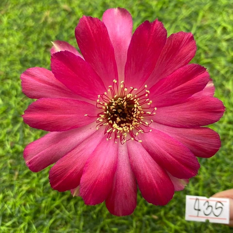 Lobivia Buttercup Charm