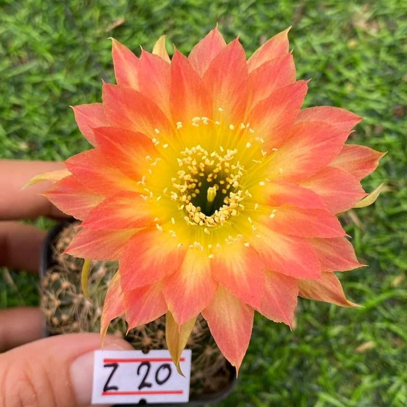 Lobivia Cherry Kiss