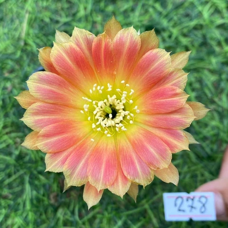 Lobivia Coral Kiss