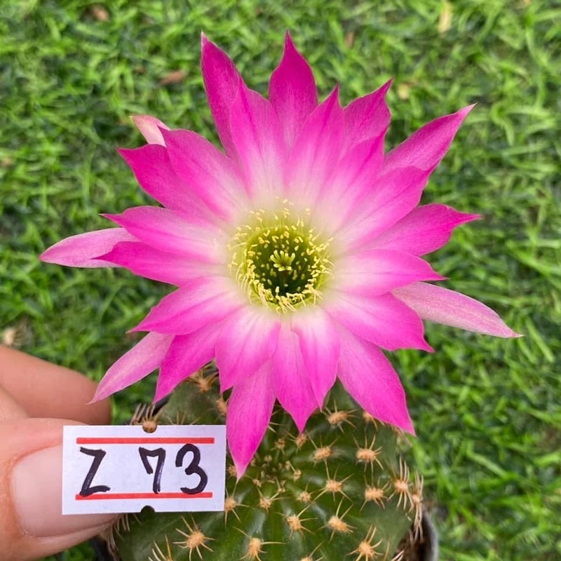 Lobivia Cotton Candy Charm