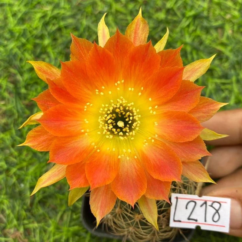 Lobivia Cuddle Cactus