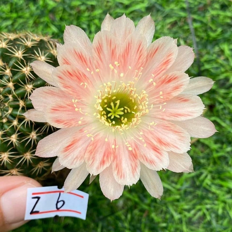Lobivia Dewdrop Delight